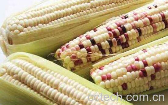 吃糯玉米的好处与坏处 糯玉米的禁忌-0