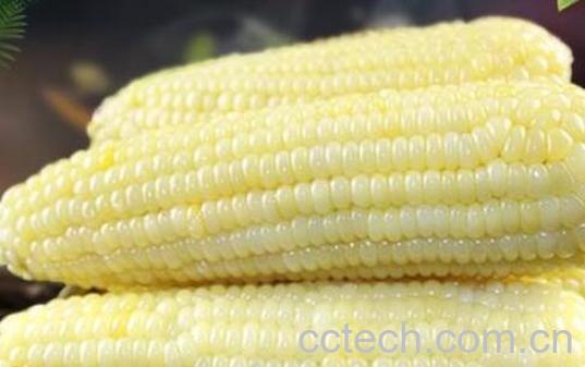 粘玉米的功效与作用 吃粘玉米的好处-0