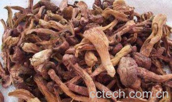 松蘑的功效与作用 松蘑的食用方法与禁忌-1