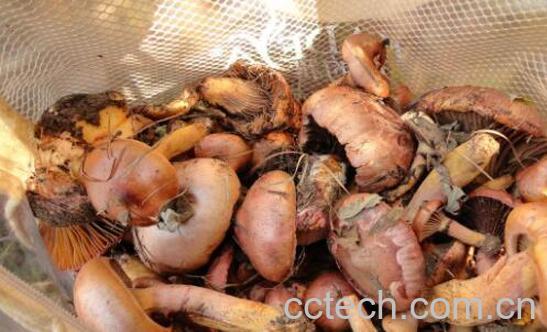 松蘑和什么吃相克 松蘑相克的食物有哪些-0