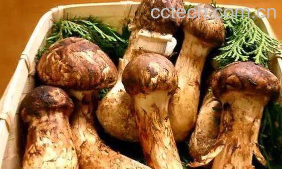 新鲜松茸菇的功效与作用-0