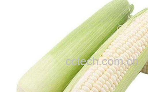 白糯玉米的功效与作用-0