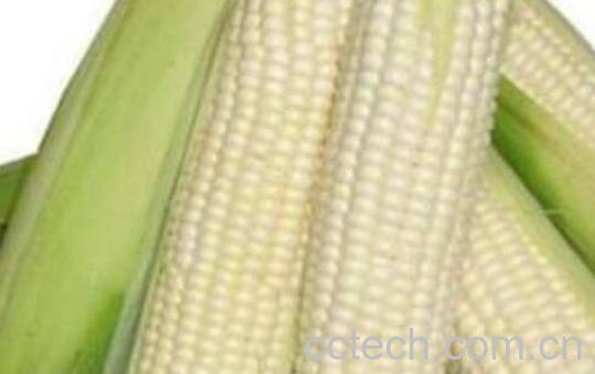白糯玉米的功效与作用-1