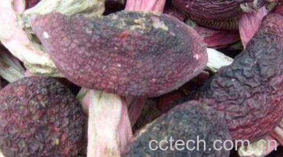 云南红菇为什么会苦 吃云南红菇的好处-1