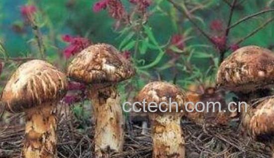 新鲜松茸菇的功效与作用-1