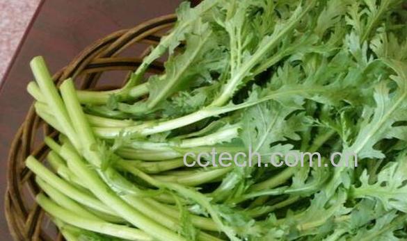 大茼蒿的功效与作用-1