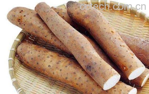 温山药的功效与作用-0