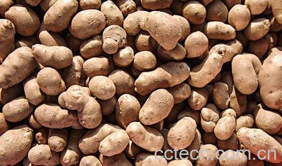 山药豆的功效与作用 山药豆怎么吃-1