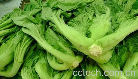 大芥菜的功效与作用-0