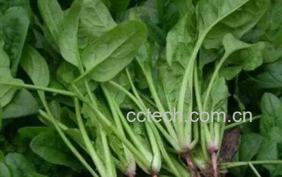 男生吃菠菜的功效与作用-1
