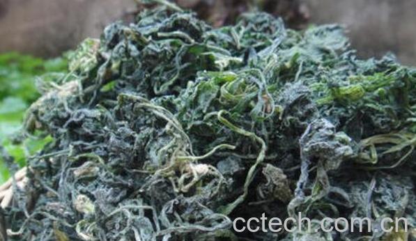 干荠荠菜的功效与作用-0