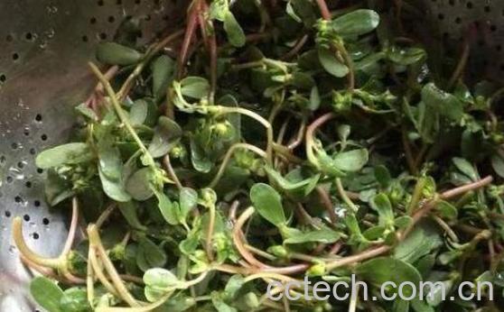 干马苋菜的功效与作用-0