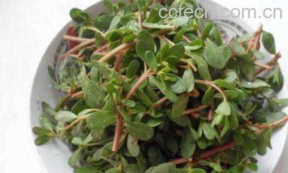 干马苋菜的功效与作用-1