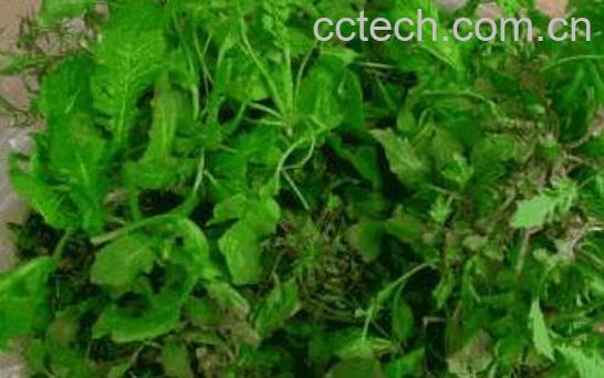 地菜的功效与作用-0