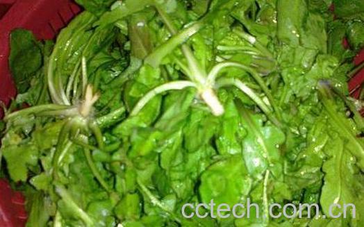 地菜的功效与作用-1