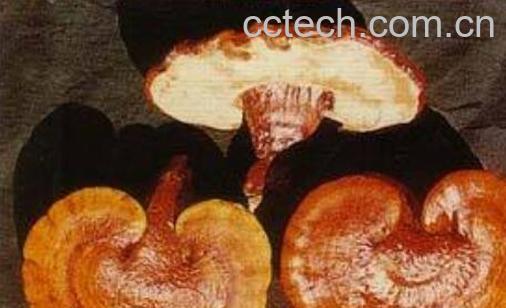 毛蜂窝菌的功效与作用 毛蜂窝菌可以天天吃吗-0