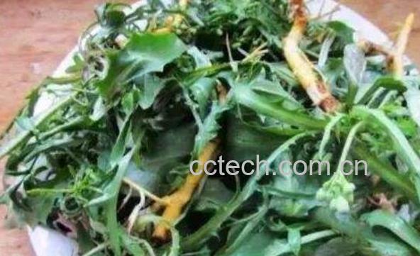 吃苦菜根的功效与作用-1