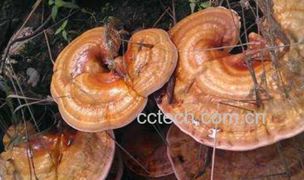 毛蜂窝菌的功效与作用 毛蜂窝菌可以天天吃吗-1