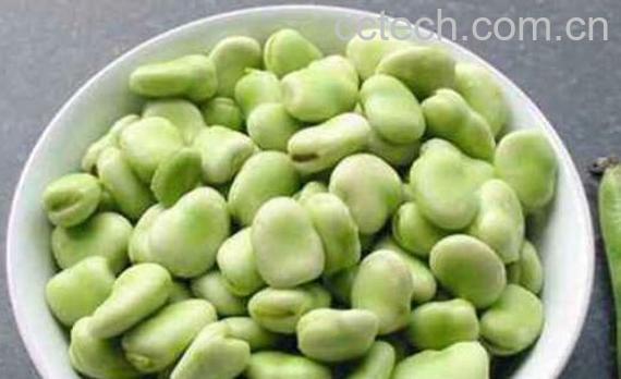 蚕豆的功效与作用及禁忌-1