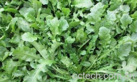 地米菜的功效与作用-1