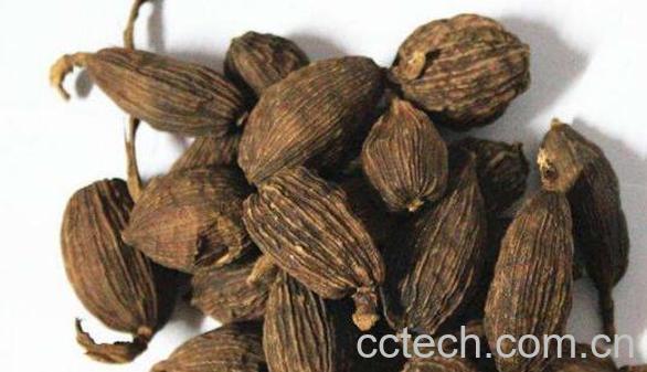 草果的功效与作用及禁忌-1