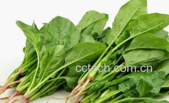 菠菜怎么做好吃又营养-1