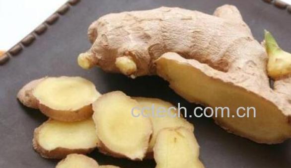 冬姜的作用与功效-1