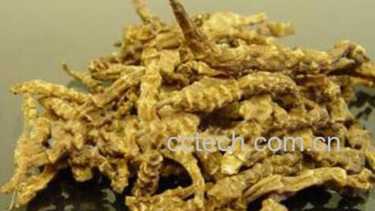 宝塔菜与地参的区别 吃宝塔菜的好处-0