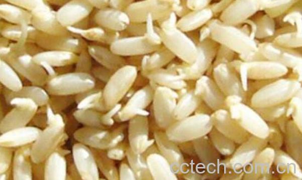 糙米芽的功效与作用-1