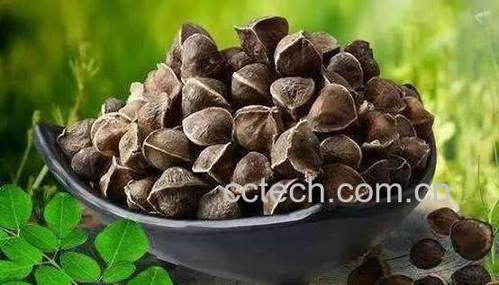 辣木籽怎么吃 辣木籽的食用方法-0