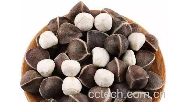 辣木籽的功效与作用 吃辣木籽的好处-0