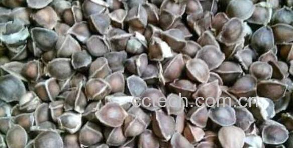 辣木籽怎么吃 辣木籽的食用方法-1