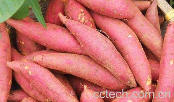 山芋的功效与作用及禁忌-0