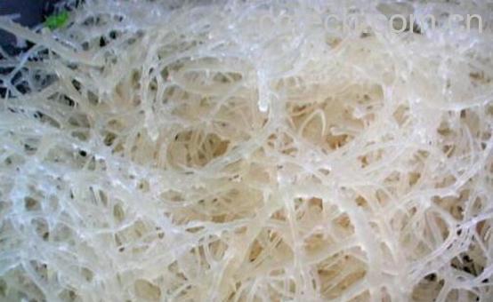 石花菜哪些人不能吃 石花菜的副作用-1