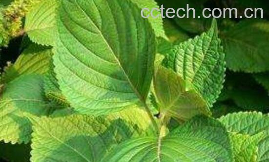 苏子叶的功效与作用及禁忌-1