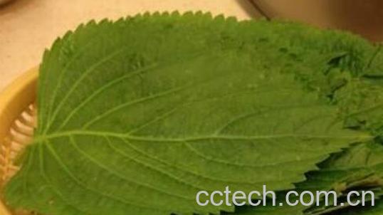 苏子叶的功效与作用及禁忌-0