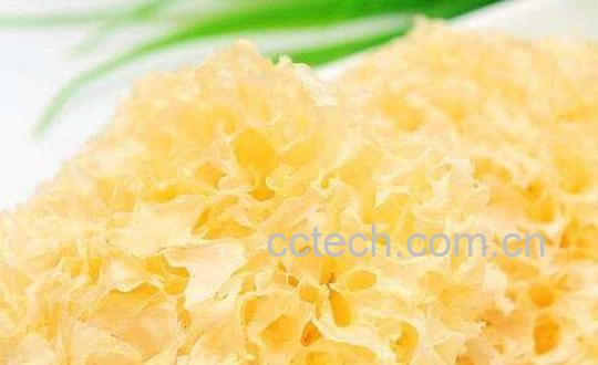 白木耳的功效与作用有哪些-0