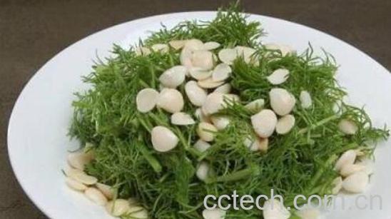 新鲜茴香菜怎么吃 新鲜茴香菜的食用方法-1