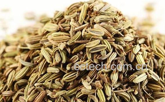 茴香籽炒菜的功效与作用-1