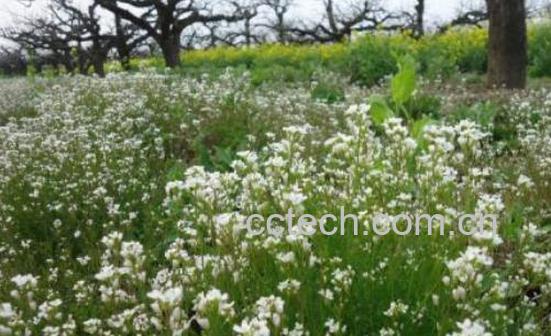 荠菜花的功效与作用 吃荠菜花的好处-0