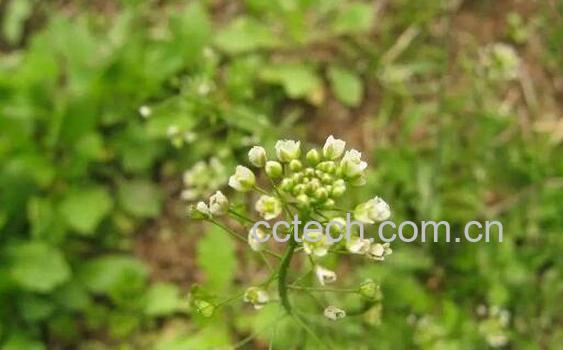 荠菜花的功效与作用 吃荠菜花的好处-1