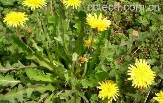 曲曲菜的花有什么用 曲曲菜花的功效与作用-0