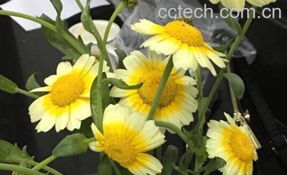 曲曲菜的花有什么用 曲曲菜花的功效与作用-1