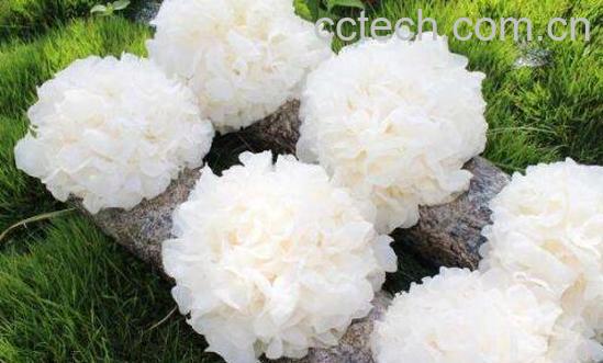 白木耳和银耳的区别 吃白木耳的好处-1