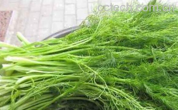 茴香菜的功效与作用 茴香菜的食用方法-1