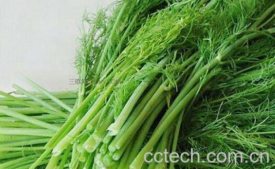 茴香菜的功效与作用 茴香菜的食用方法-0