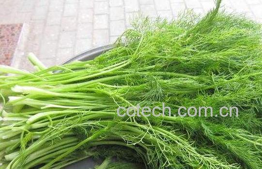 小茴香的功效与作用 小茴香的副作用-0