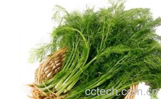 小茴香的功效与作用 小茴香的副作用-1