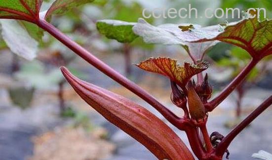 红色秋葵的做法及功效-1