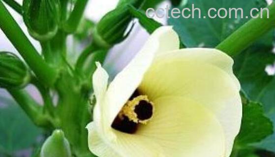 白秋葵的功效与作用 白秋葵可以食用么-1